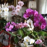 Kwiaty jego orchidee